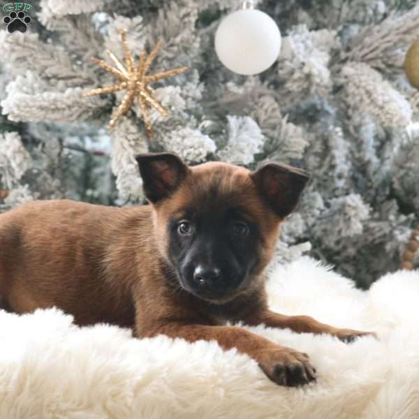 Zoey, Belgian Malinois Puppy