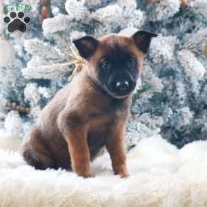 Zoey, Belgian Malinois Puppy