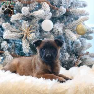 Stella, Belgian Malinois Puppy