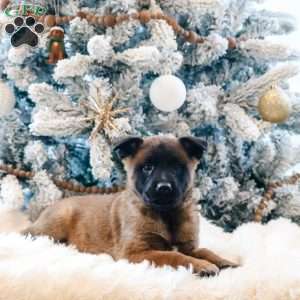 Stella, Belgian Malinois Puppy