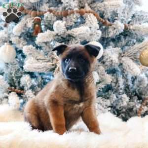 Stella, Belgian Malinois Puppy