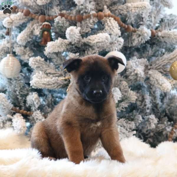 Stella, Belgian Malinois Puppy