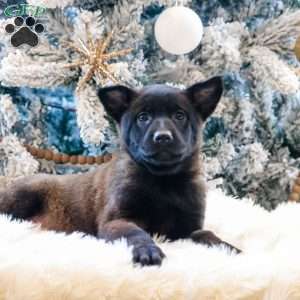 Nala, Belgian Malinois Puppy