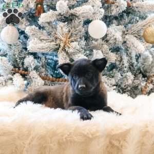 Nala, Belgian Malinois Puppy