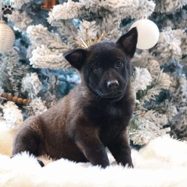 Nala, Belgian Malinois Puppy