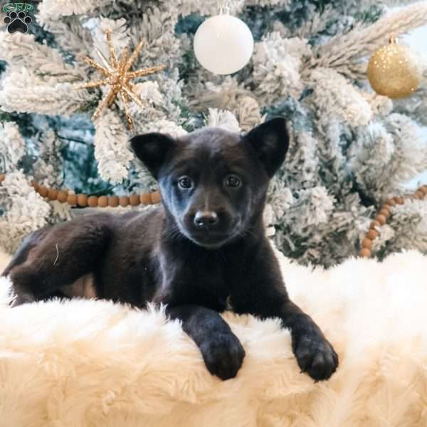 Cali, Belgian Malinois Puppy