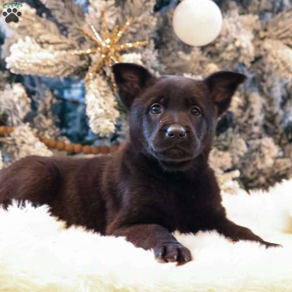 Zeus, Belgian Malinois Puppy