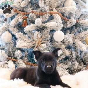 Zeus, Belgian Malinois Puppy