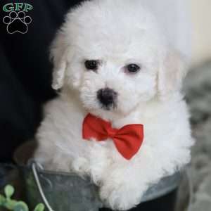 Grover, Bichon Frise Puppy