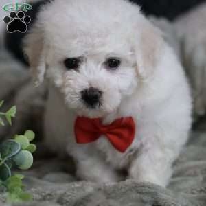 Grover, Bichon Frise Puppy