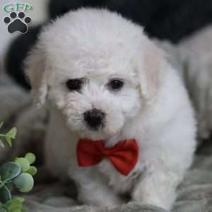 Grover, Bichon Frise Puppy