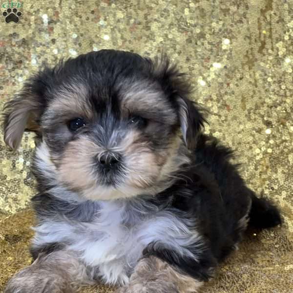 Kate, Morkie / Yorktese Puppy