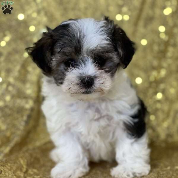 Krista, Morkie / Yorktese Puppy