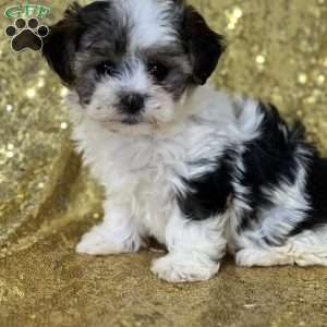 Krista, Morkie / Yorktese Puppy