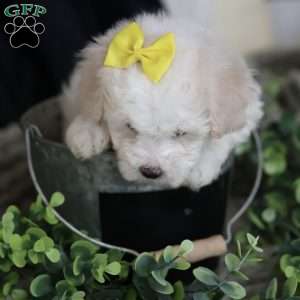 Gloria, Bichon Frise Puppy