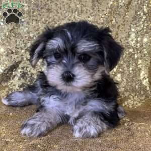 Key, Morkie / Yorktese Puppy