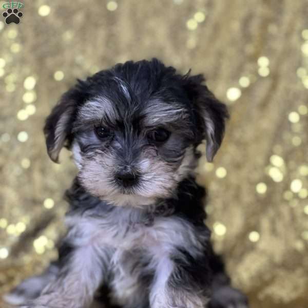 Key, Morkie / Yorktese Puppy