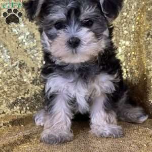 Kimmy, Morkie / Yorktese Puppy