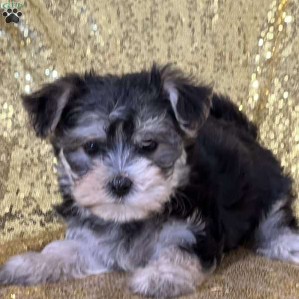 Kimmy, Morkie / Yorktese Puppy