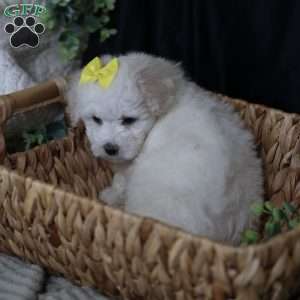 Gloria, Bichon Frise Puppy