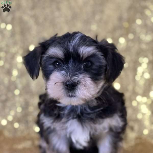 Koda, Morkie / Yorktese Puppy