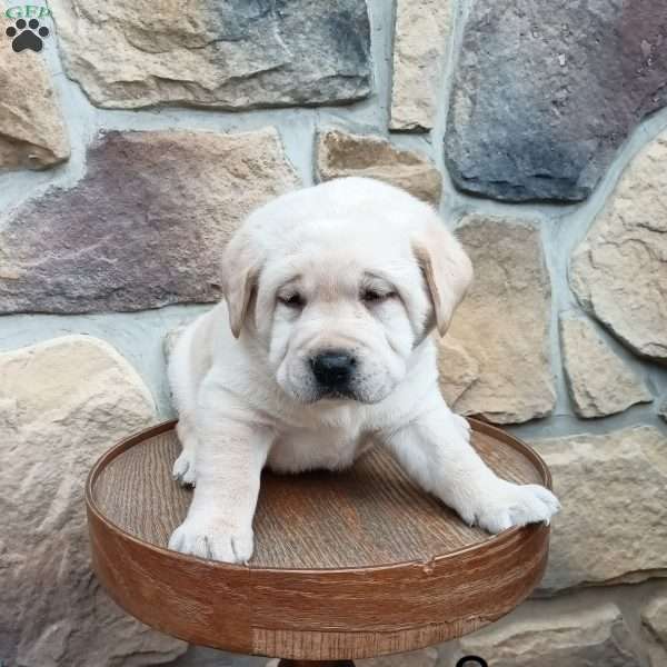 Sarge, Yellow Labrador Retriever Puppy