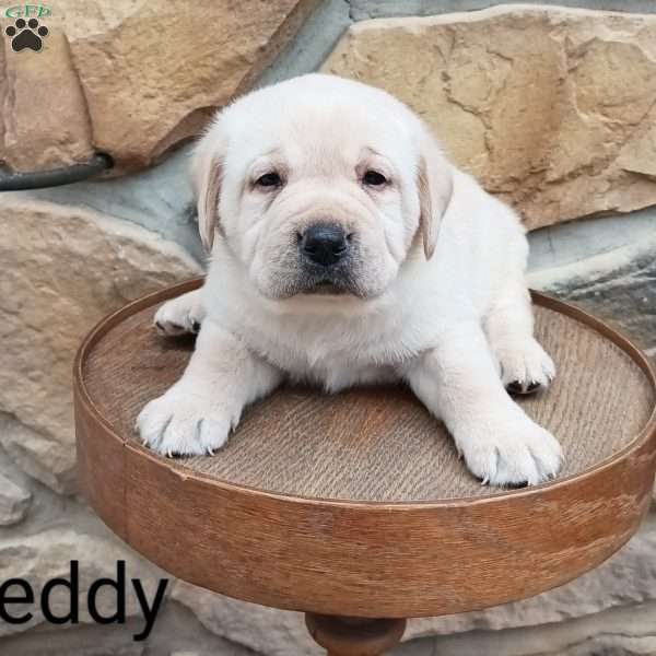 Teddy, Yellow Labrador Retriever Puppy