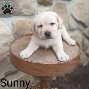 Sunny, Yellow Labrador Retriever Puppy