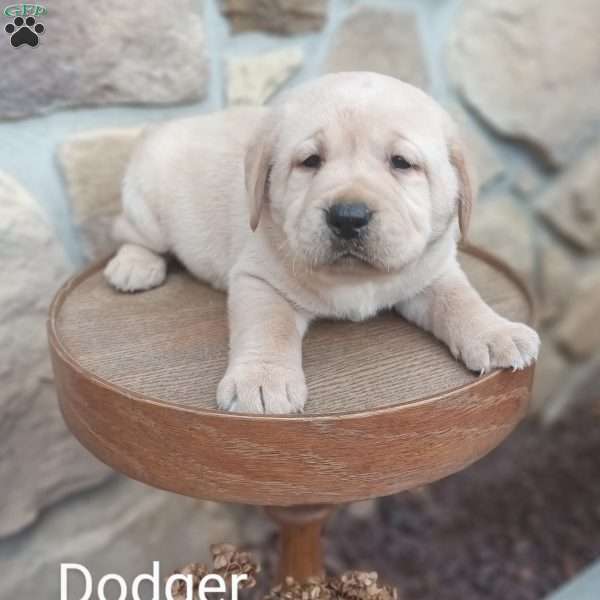 Dodger, Yellow Labrador Retriever Puppy