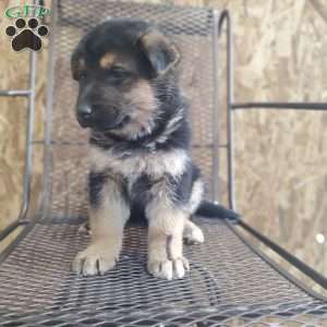 Samson, German Shepherd Puppy