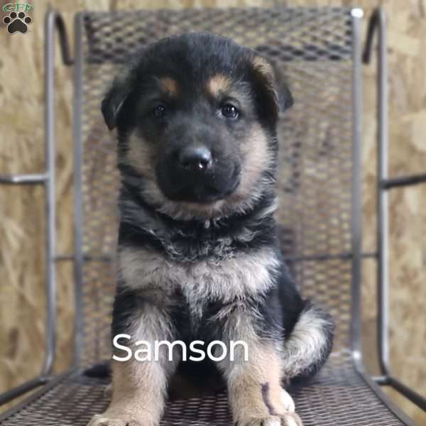 Samson, German Shepherd Puppy