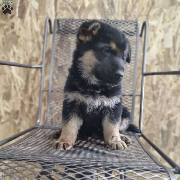 Stormy, German Shepherd Puppy