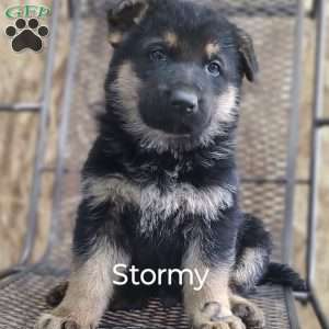 Stormy, German Shepherd Puppy