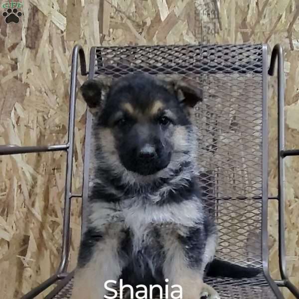 Shania, German Shepherd Puppy