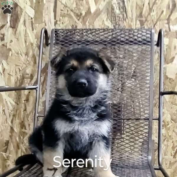 Serenity, German Shepherd Puppy