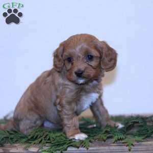 Wren, Cavapoo Puppy