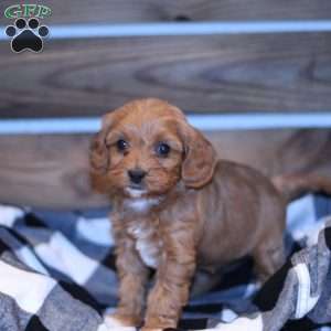 Wren, Cavapoo Puppy