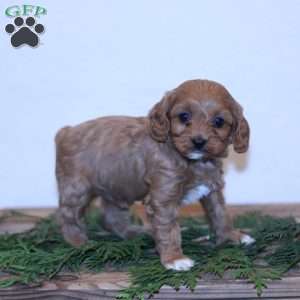 Wren, Cavapoo Puppy