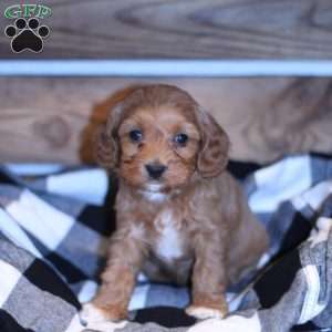 Wren, Cavapoo Puppy