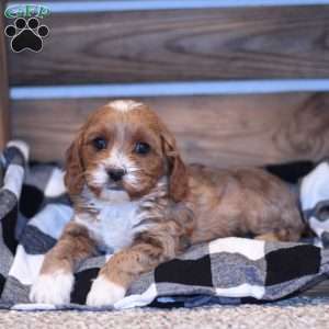 Britt, Cavapoo Puppy