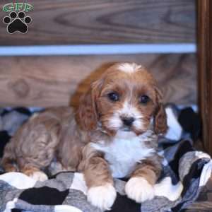 Britt, Cavapoo Puppy