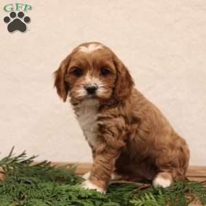 Britt, Cavapoo Puppy