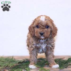 Rex, Cavapoo Puppy