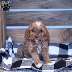 Rex, Cavapoo Puppy