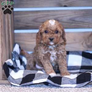 Rex, Cavapoo Puppy