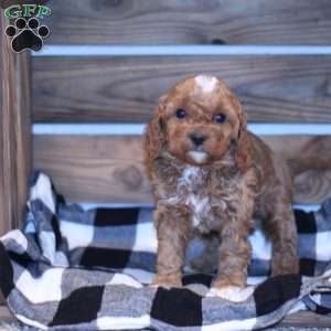 Rex, Cavapoo Puppy