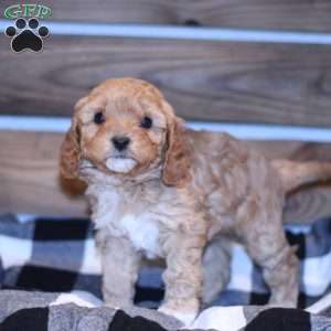 Chloe, Cavapoo Puppy