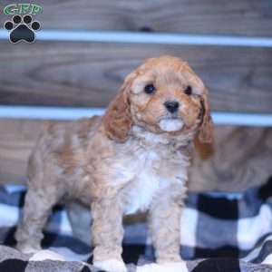 Chloe, Cavapoo Puppy