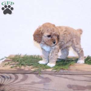 Chloe, Cavapoo Puppy