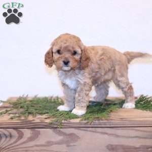 Chloe, Cavapoo Puppy